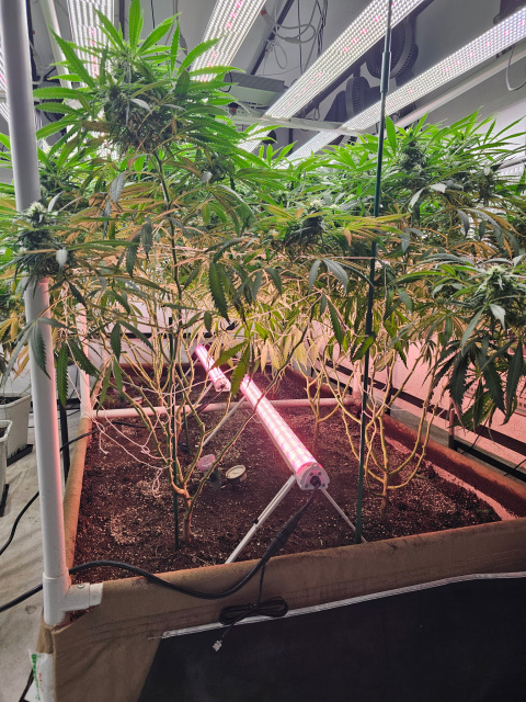 Real grow-room photo featuring Lucius 120W Under-Canopy LED Light 2.9umol/J, three-side aluminum panels in action.