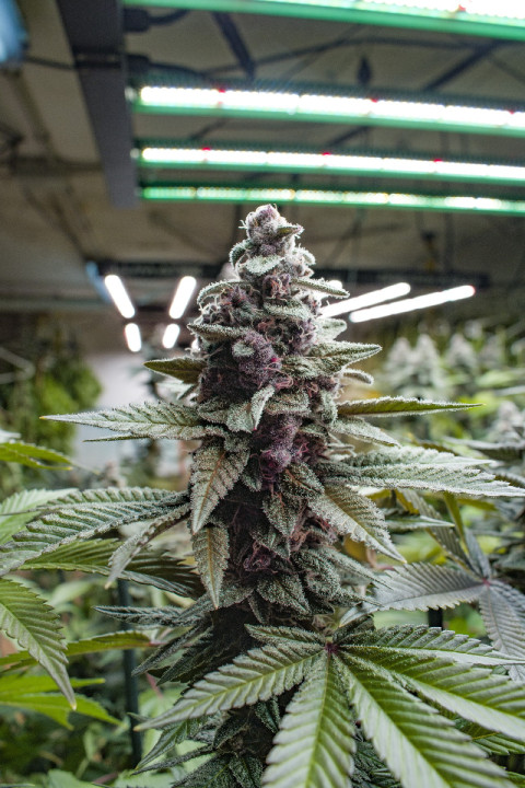 Feedback from customers, beautiful harvest