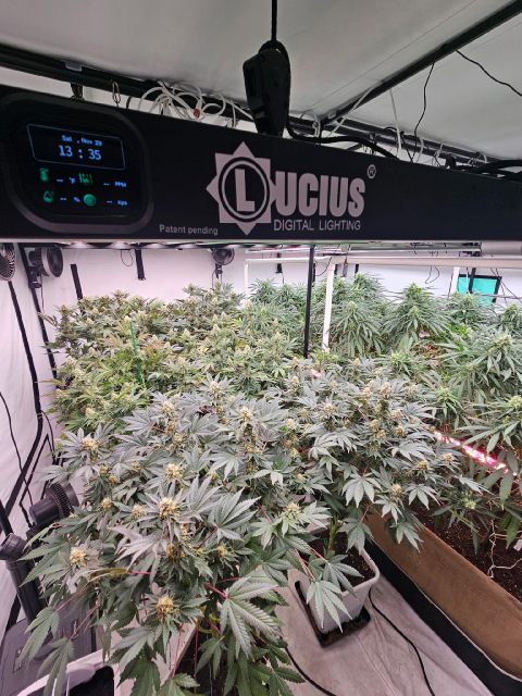 Lucius 400W Green Label — Power meets precision.